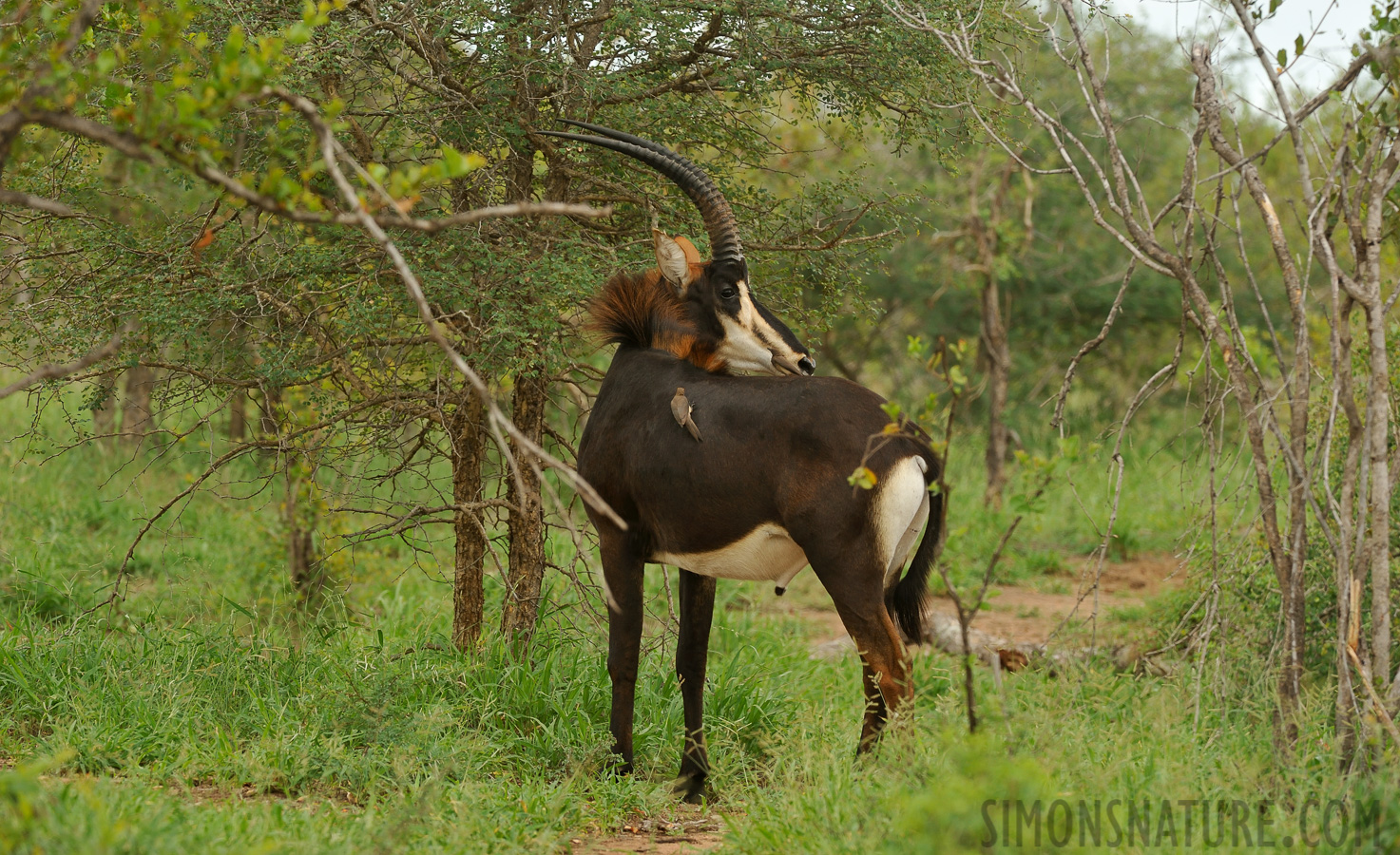 Hippotragus niger niger [360 mm, 1/400 sec at f / 8.0, ISO 800]